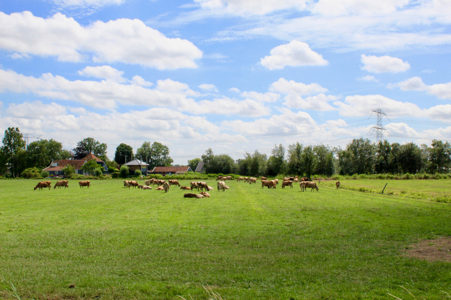 Amsterdam  E-Bike Tour - Countryside, Windmill, Cheese, and Clogs